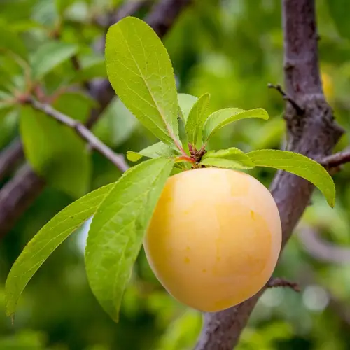 European plum