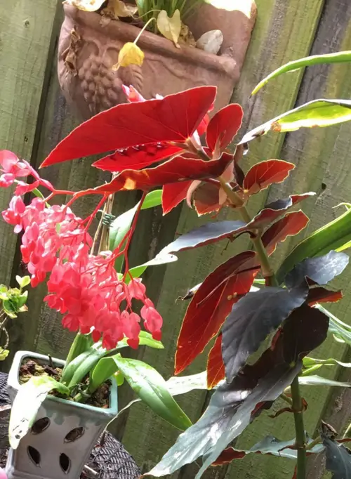 Scarlet begonia 'pinafore'