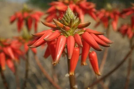 aloe lips preisvergleich Forever Aloe Lips