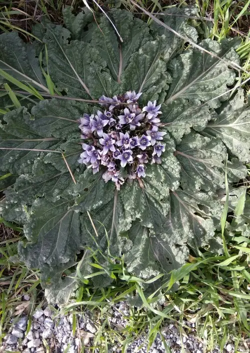 Phlomoides rotata - PictureThis