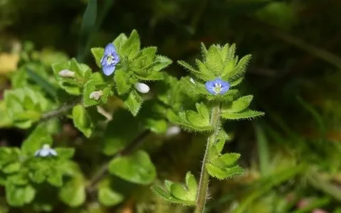 タチイヌノフグリ（立犬の陰嚢）の育て方・栽培方法