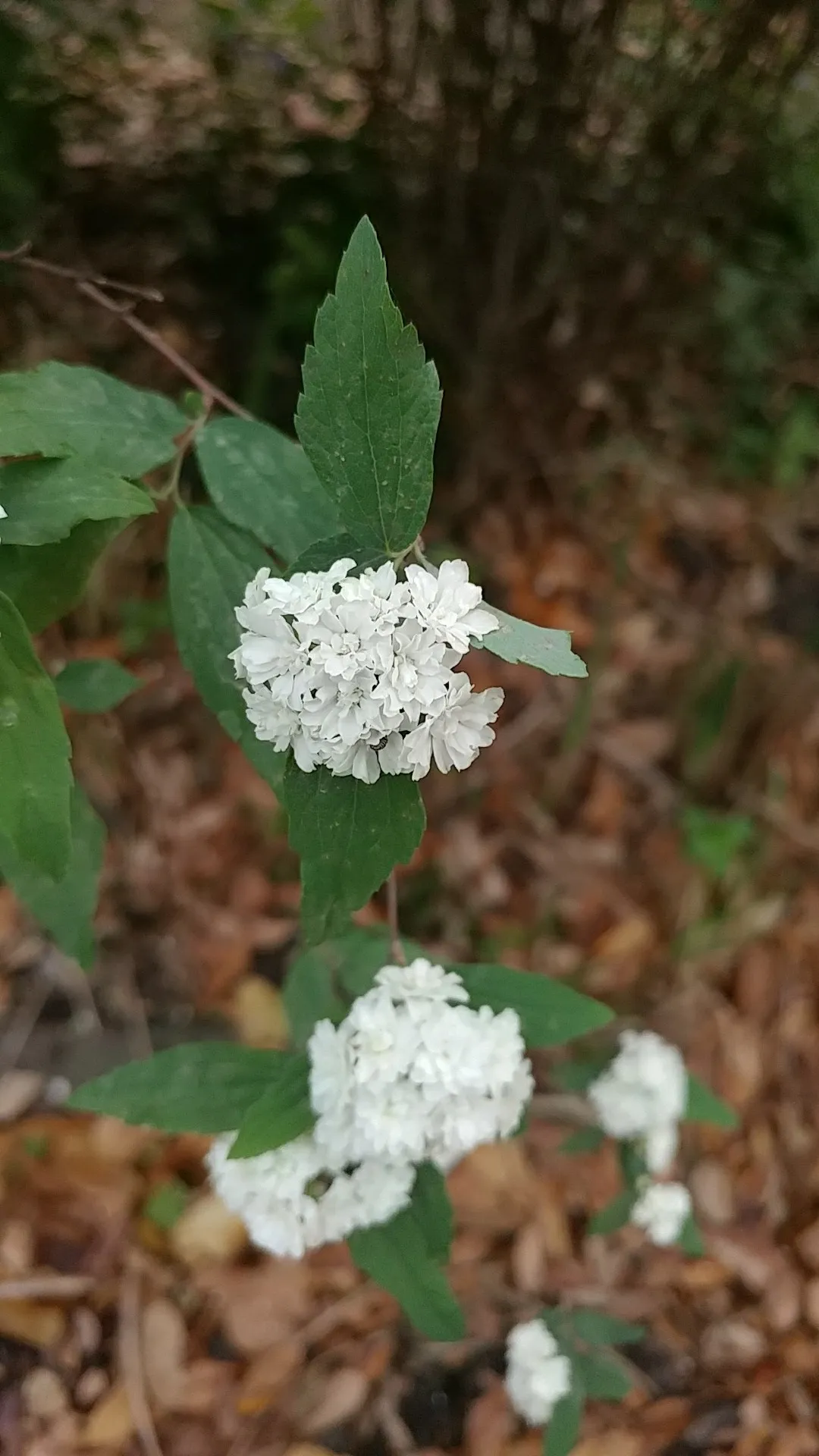 コデマリ（小手毬）の判定方法 (Spiraea cantoniensis)
