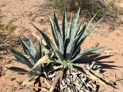 Wie man Hundertjhrige Agave anbaut und pflegt
