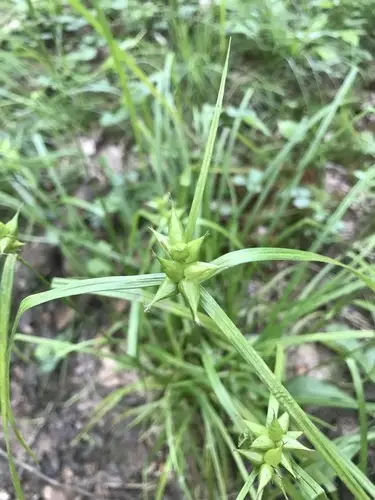 Carex gonflé