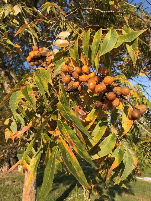 Indian soapberry