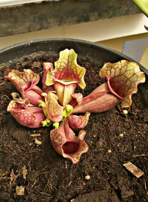 Purple pitcher plant 'Dracula'