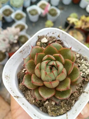 多肉植物　大和美尼　抜き苗　エケベリア 大和美尼（やまとみに）