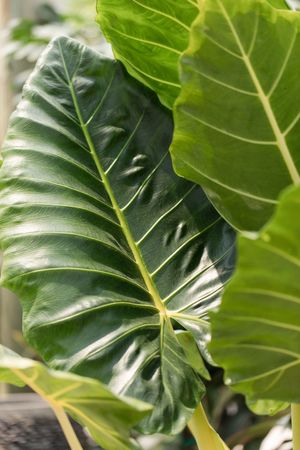 Alocasia 'Portora' - PictureThis