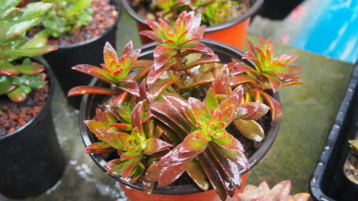 Discover the Benefits of Crassula for Your Home and Garden