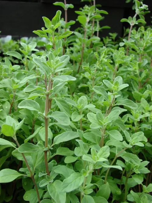 Sweet marjoram (Origanum majorana) Flower, Leaf, Care, Uses PictureThis