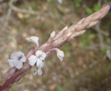 Striga gesnerioides - PictureThis