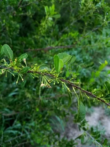 Saffron plum (Sideroxylon celastrinum) Flower, Leaf, Care, Uses ...