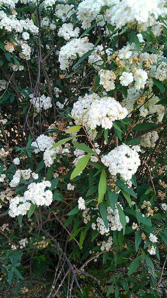 コデマリ（小手毬）の判定方法 (Spiraea cantoniensis)