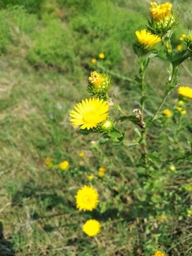 Discover the Amazing Benefits of Goldenweed and How It Can Enhance Your ...