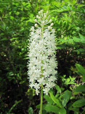 Fly poison (Amianthium muscitoxicum) - PictureThis