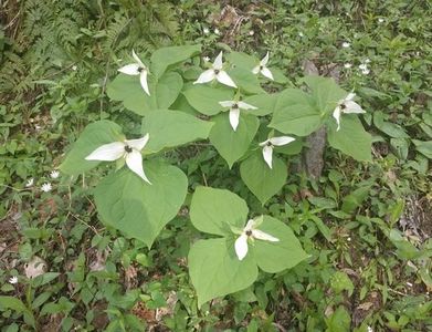 Birthroot White-flowered birthroot (Trillium erectum var. album) - PictureThis