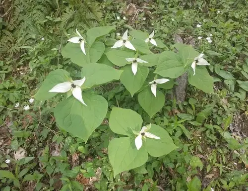 White-flowered birthroot