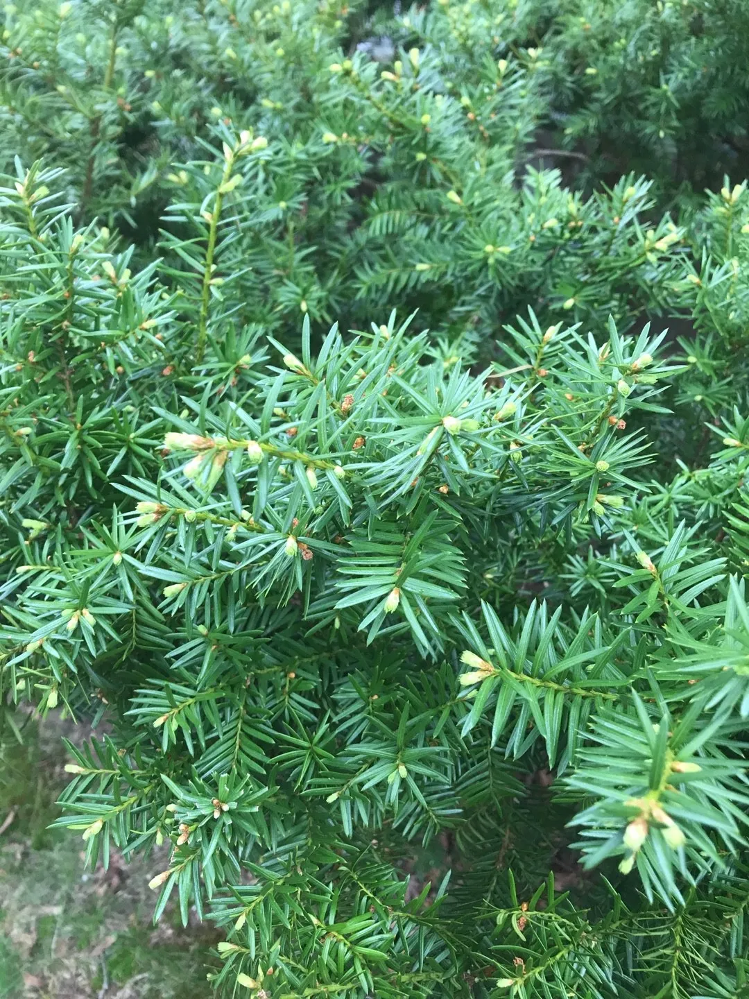 How to identify Canada yew (Taxus canadensis)