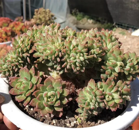 マッコス (ケア, 特徴, 花, 画像)