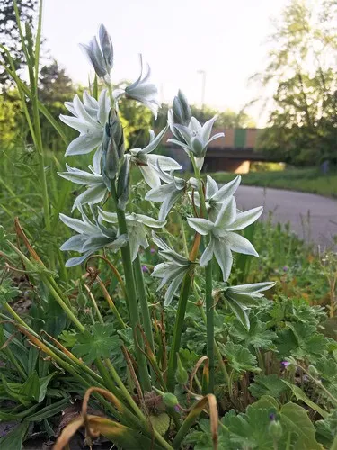 出品限り❤【７球】オーニソガラム『ヌタンス』植えっぱなしOK オーニソガラム・ヌタンス (Ornithogalum nutans) - PictureThis