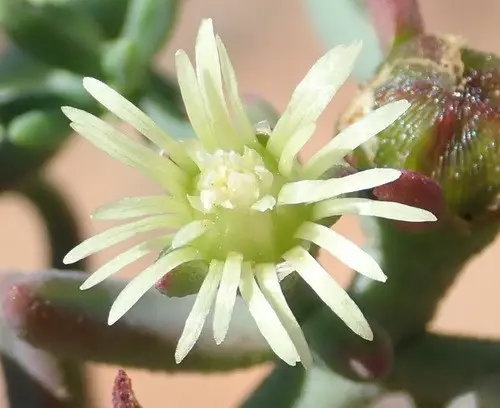 Mesembryanthemum granulicaule