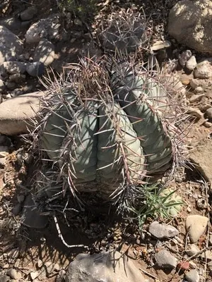 タイヘイマル（太平丸） (ケア, 特徴, 花, 画像)