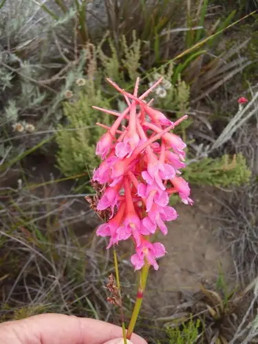 Disa porrecta - PictureThis