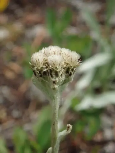 Antennaria lanata