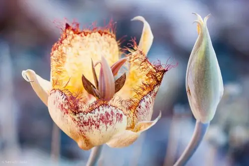 Late-blooming mariposa lily