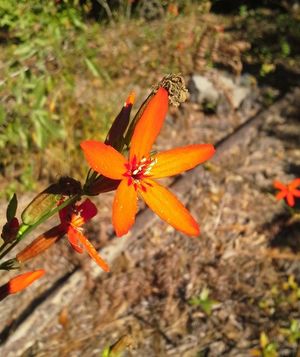 Louisiana catchfly (Silene subciliata) - PictureThis