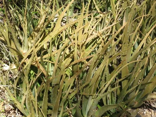 aloe vera for red skin Aloe Vera Cream | Handmade, Natural Moisturizer main image 1