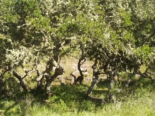 Channel island scrub oak