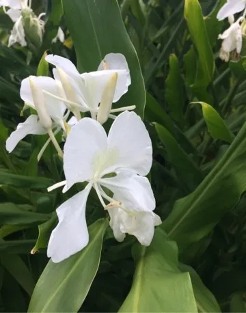 Ciclo Di Vita Della Pianta Di Rinforzo Di Edicchium Coronarium Su Fondo Bianco Hedychium Sfondo Bellissima Illustrazione 224214164