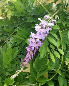 preise bonsai Bonsai Ficus S-Form kaufen | Bonsai Ficus main image 0
