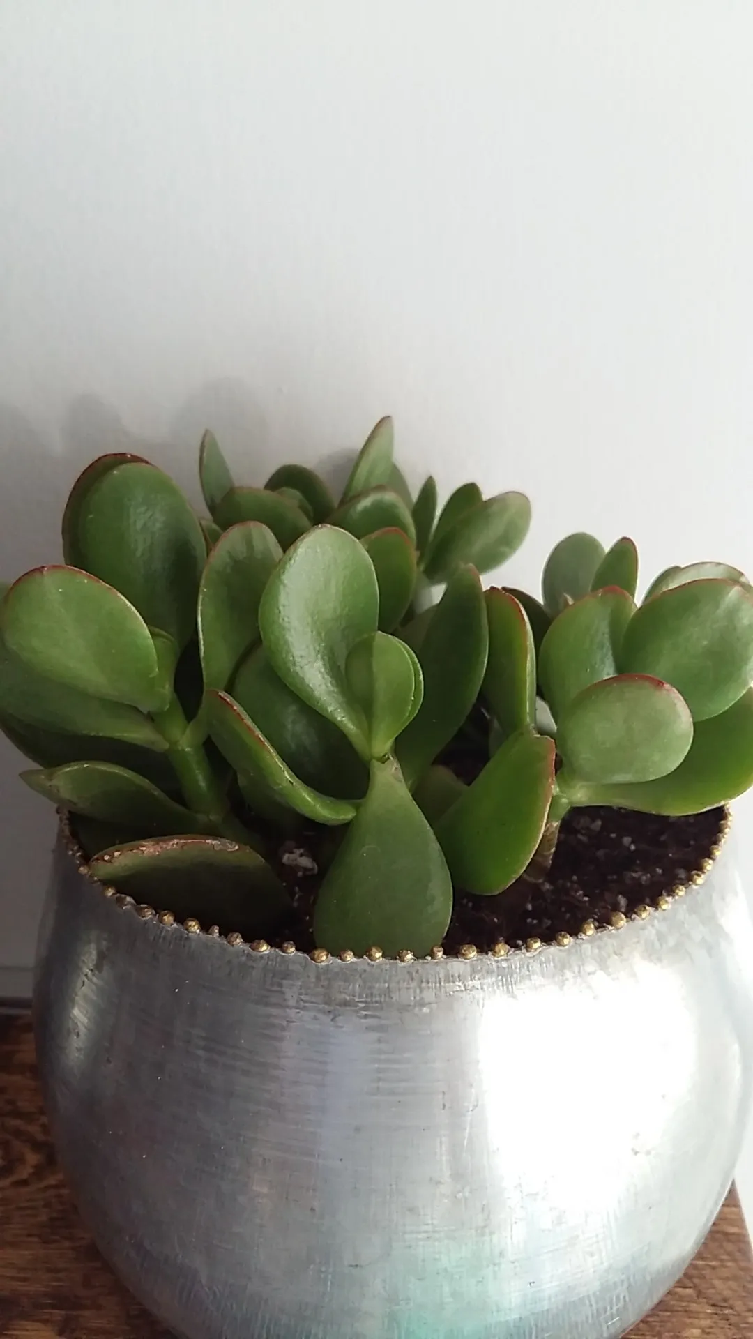 カネノナルキ（金のなる木）の判定方法 (Crassula ovata)
