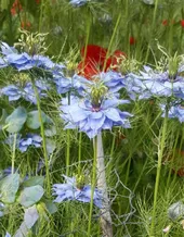 ニゲラの判定方法 (Nigella damascena)