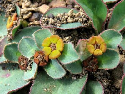 Euphorbia tuberosaの育て方・栽培方法