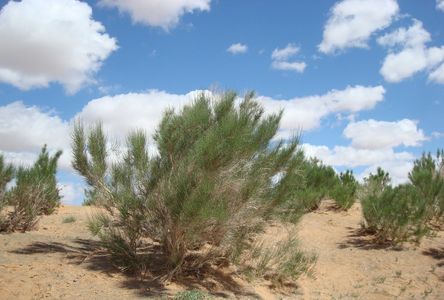 Saxaul - Haloxylon ammodendron (Taxonomy, Characteristics, Distribution ...