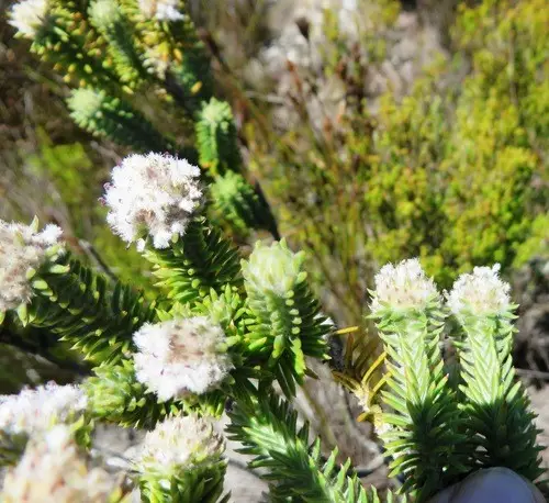 Kogelbergia verticillata