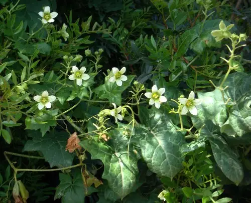 Bryonia cretica subsp. marmorata