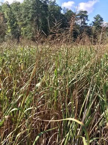 Big cordgrass