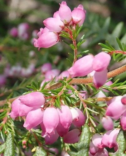 ¿Cómo puede Brezo rosa mejorar el paisaje de su jardín?