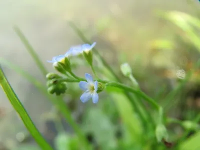 勿忘草になります。 勿忘草になります。 ネイビーブルーのワスレナグサ「インディゴ