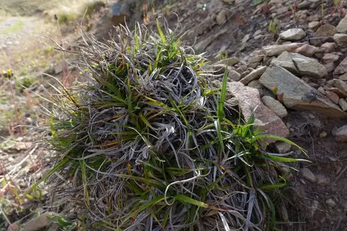 Carex breviculmis
