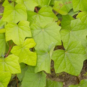 How to Propagate Common moonseed
