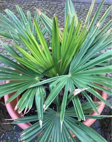 ミキナシサバル（幹無しサバル）の育て方・栽培方法