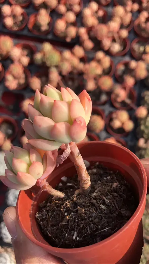 153349844545568818.jpeg?x-oss-