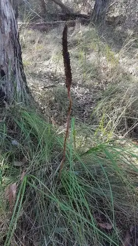 Small grass-tree