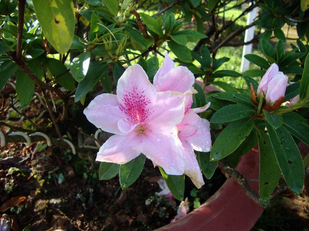 arctic tern rhododendron Rhododendron 'Arctic Tern' main image 0