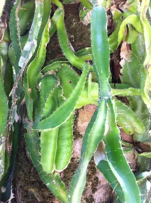 Strophocactus - PictureThis